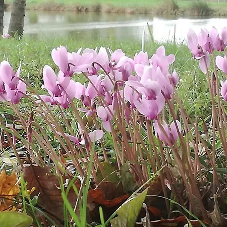 Bed and breakfast La Maison Du Pech 3*